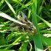 ilver Y moth encouraged by the long grass