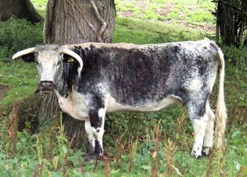 A Knepp cow