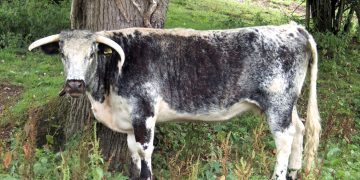 A Knepp cow