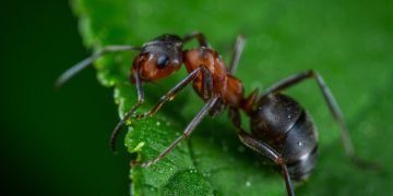 ant on a leaf