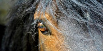 Close up of a hors