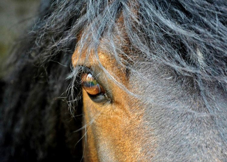 Close up of a hors