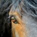 Close up of a hors