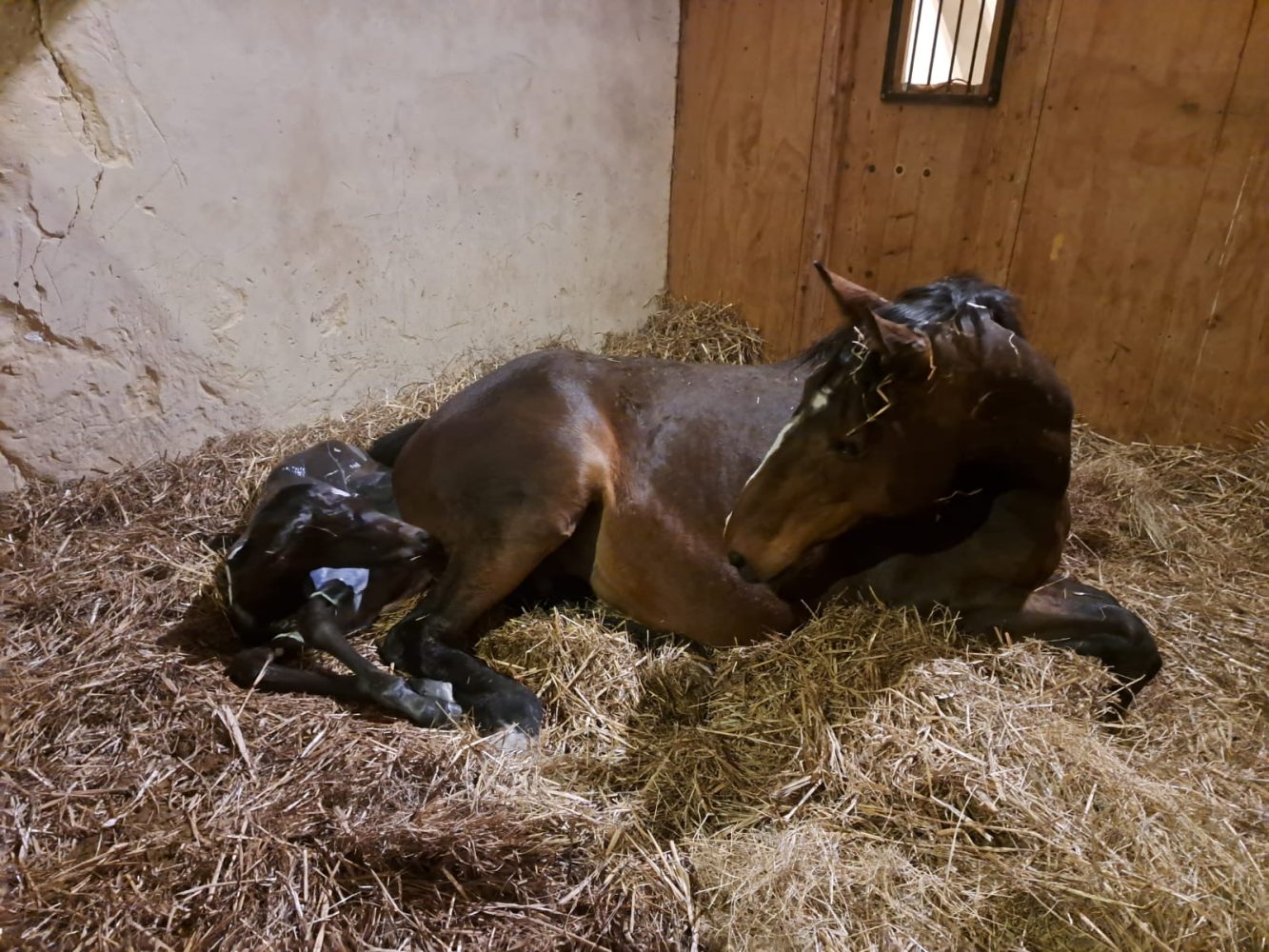 Mare greeting her new-born foal