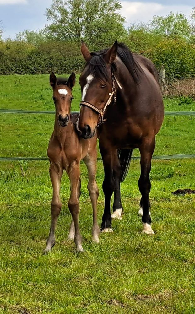 Two horses in a field