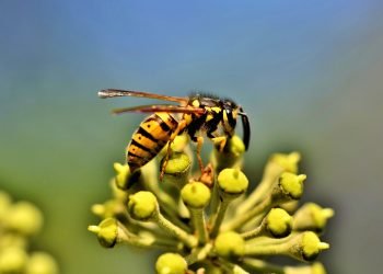 Wasp