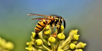 Wasp