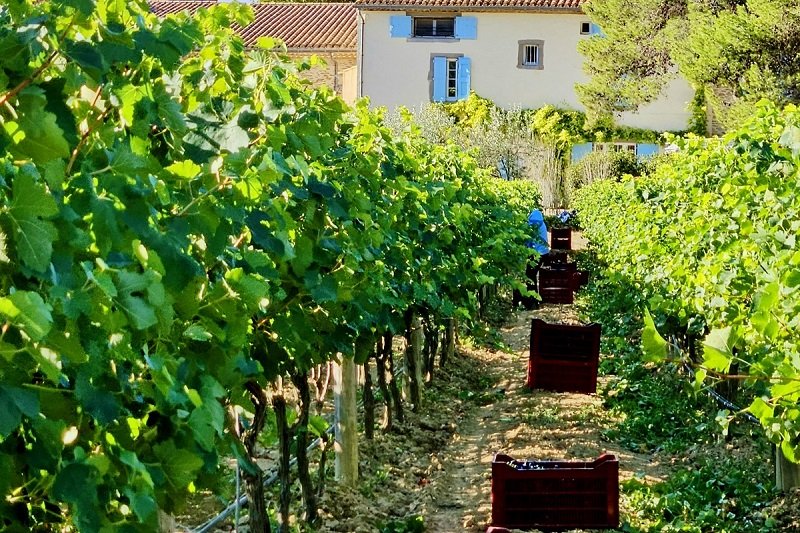 A French vineyard