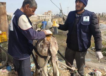 Injured donkey being treated in Gaza