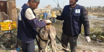 Injured donkey being treated in Gaza
