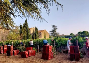 Volunteers picking grapes in southwest France