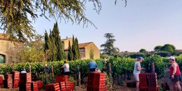 Volunteers picking grapes in southwest France