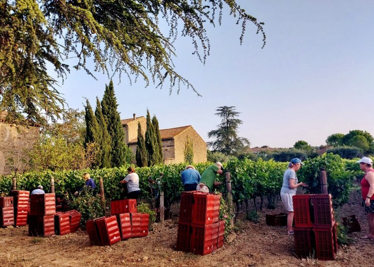 Volunteers picking grapes in southwest France
