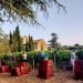 Volunteers picking grapes in southwest France