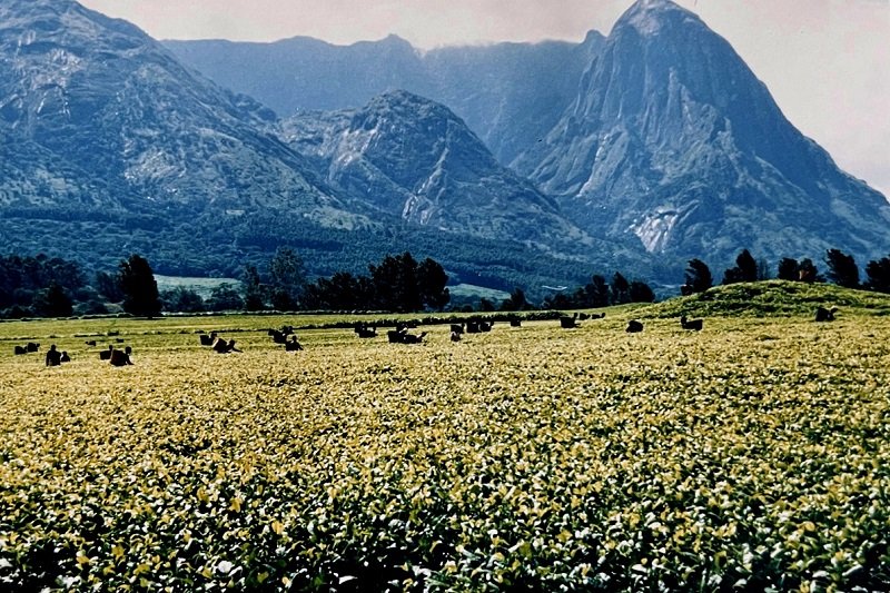 Tea pickers, Mount Mulanje, Malawi