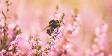 Bee on flowers