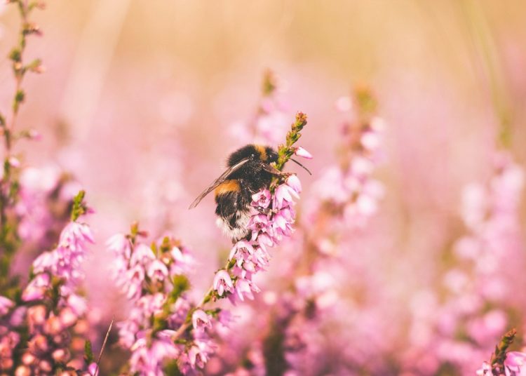 Bee on flowers