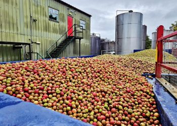 Apple harvest in Herefordshire.