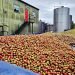 Apple harvest in Herefordshire.