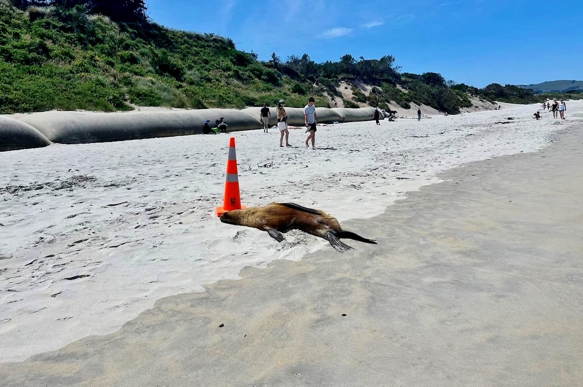 Sea lion and traffic cone on the beach