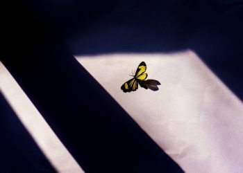 Butterfly in shadow