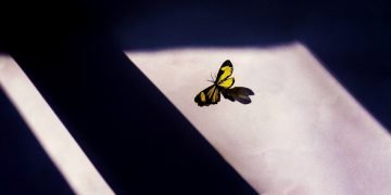 Butterfly in shadow