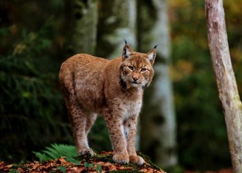 Lynx in the wild