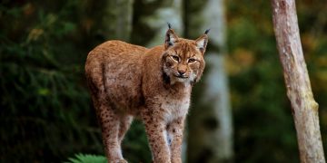 Lynx in the wild