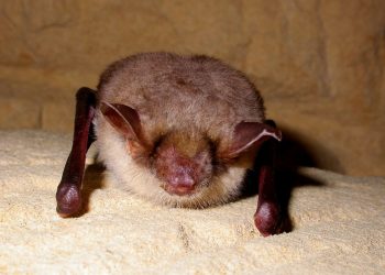 The greater mouse-eared bat