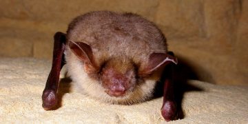 The greater mouse-eared bat