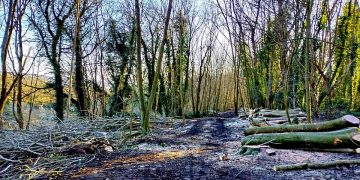 Hollingbury Woods after tree felling