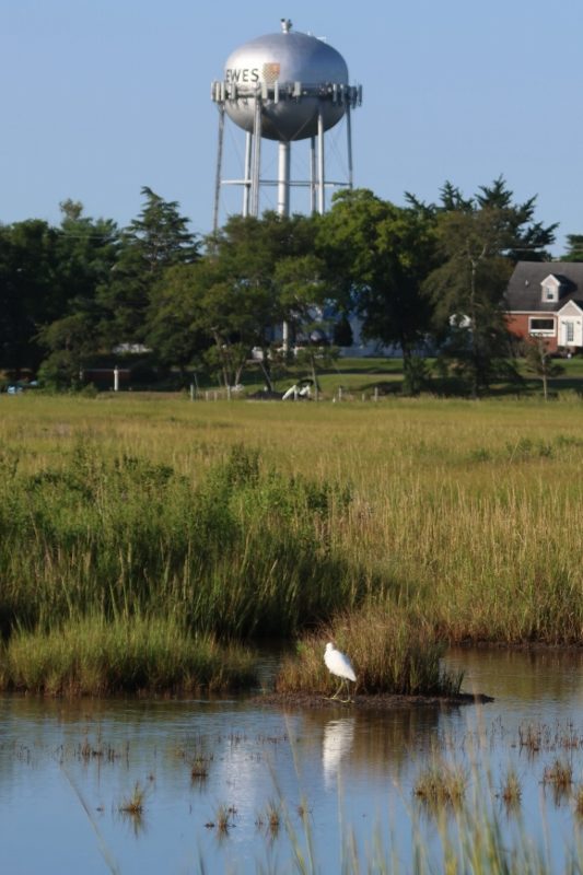An egret walks along the marsh near the Lewes-Rehoboth Canal.