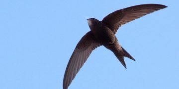 Swift in flight