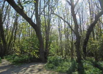 Hollingbury Woods, Brighton