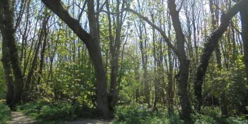 Hollingbury Woods, Brighton