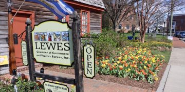 Lewes town notice with tulips in the background