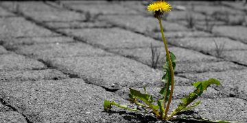 A single dandelion growing on a path