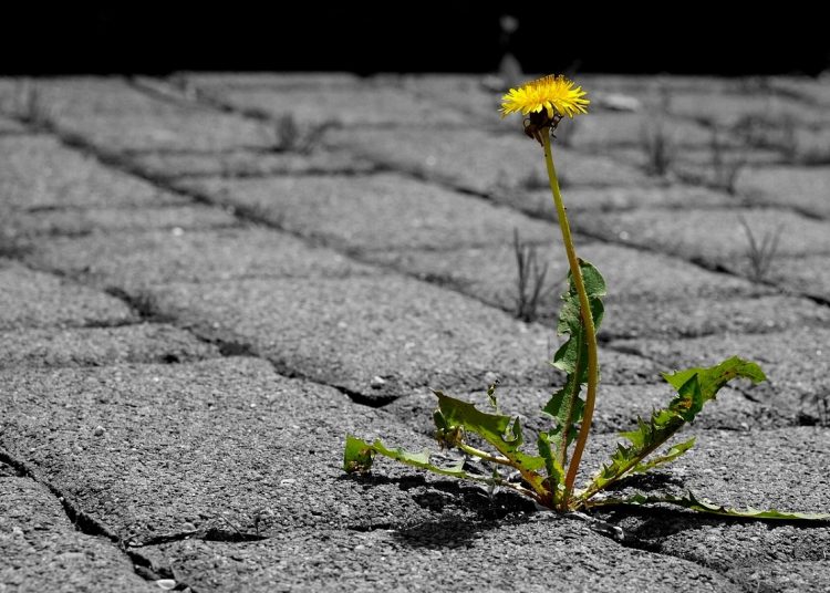 A single dandelion growing on a path