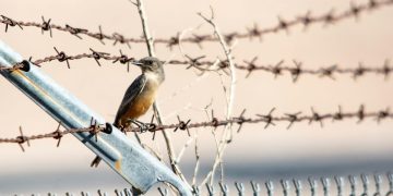 Bird on a wire