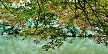Trees alongside a river