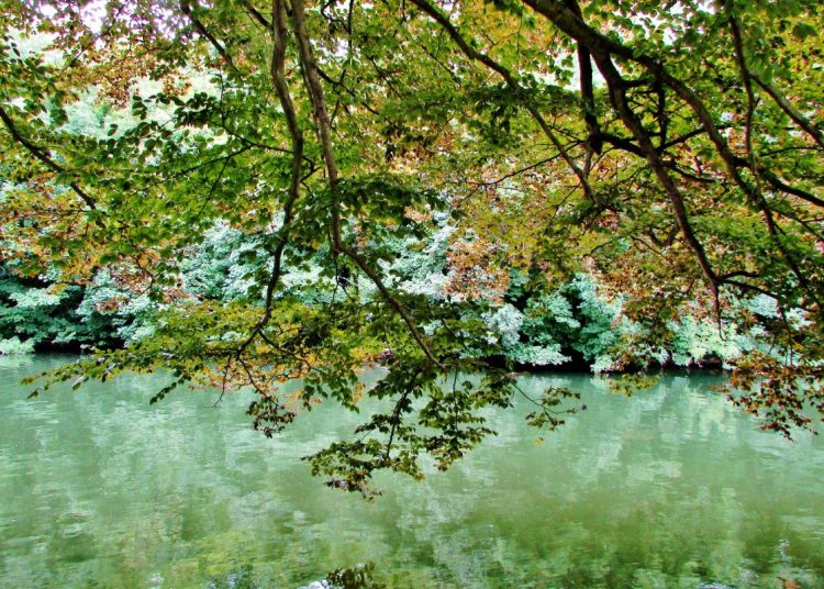 Trees alongside a river