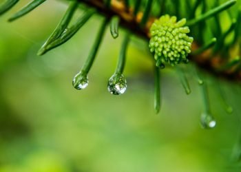 drops of rain hanging off leaves