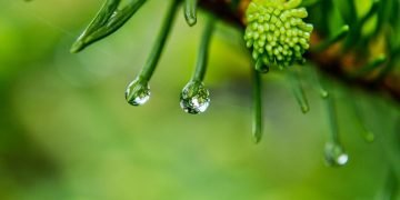 drops of rain hanging off leaves