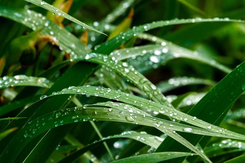 rain on leaves