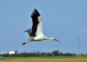 A white stork flying