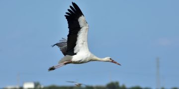 A white stork flying