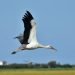 A white stork flying