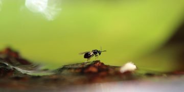 A Gall wasp