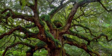 An old oak
