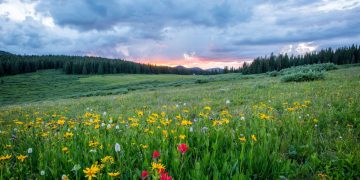 A field of wild flowers